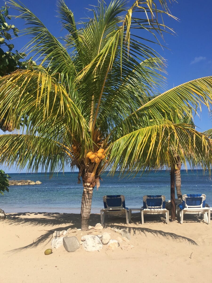 palm tree by the beach