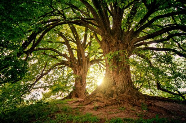 two healthy old growth trees with sun shining through the branches