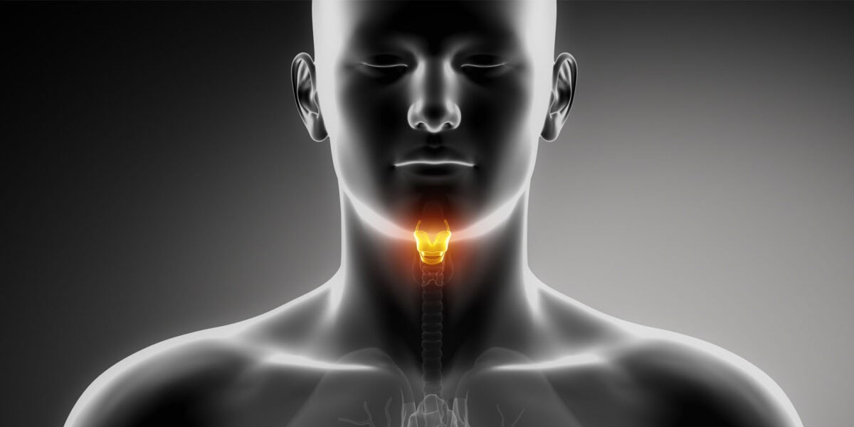 black and white image of a human showing the human larynx highlighted