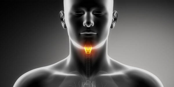 black and white image of a human showing the human larynx highlighted