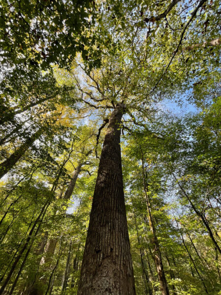 Huge old growth yellow poplar tree in the Joyce Kilmer Memorial Forest in the Nantahala National Forest in western North Carolina.