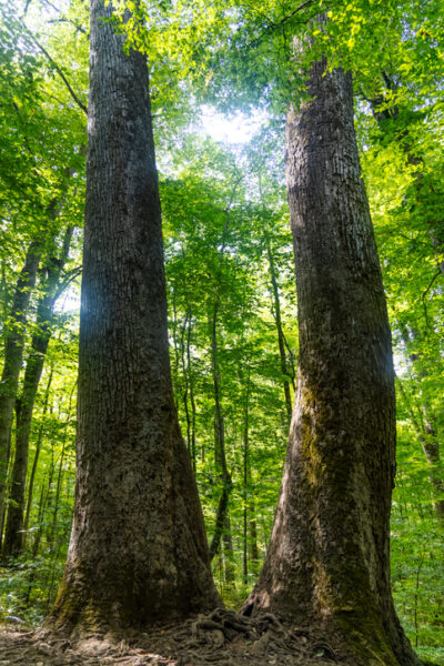 Big trees at Joyce Kilmer Memorial Forest, North Carolina
